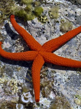 Amfora campsite - The beach - Diving course 