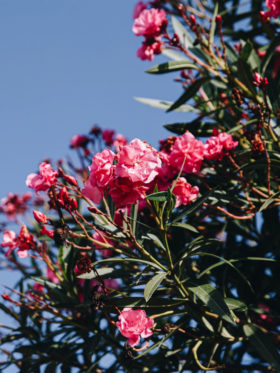 Amfora campsite - Eco-responsible approach -