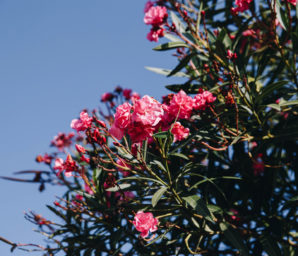 Amfora campsite - Eco-responsible approach -