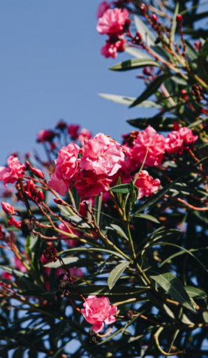 Amfora campsite - Eco-responsible approach -