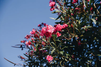 Amfora campsite - Eco-responsible approach -