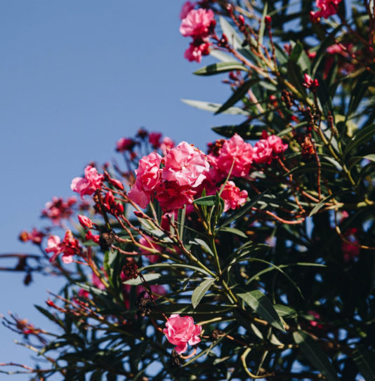 Amfora campsite - Eco-responsible approach -