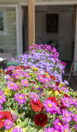 Camping Amfora - Les hébergements - Camping avec allées arborées